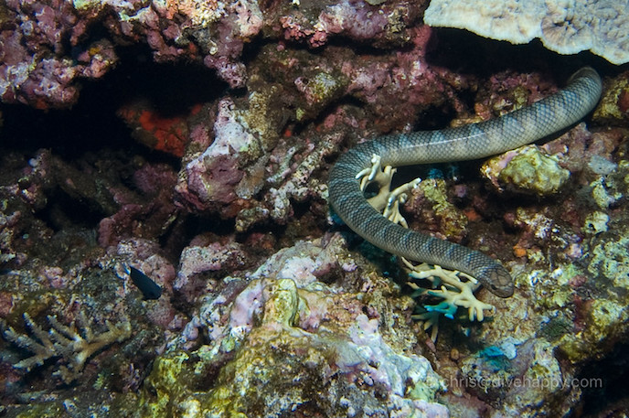 gunung api diving sea snakes