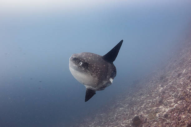 Snorkeling & Diving Nusa Penida, Meet The Ocean Sunfish 